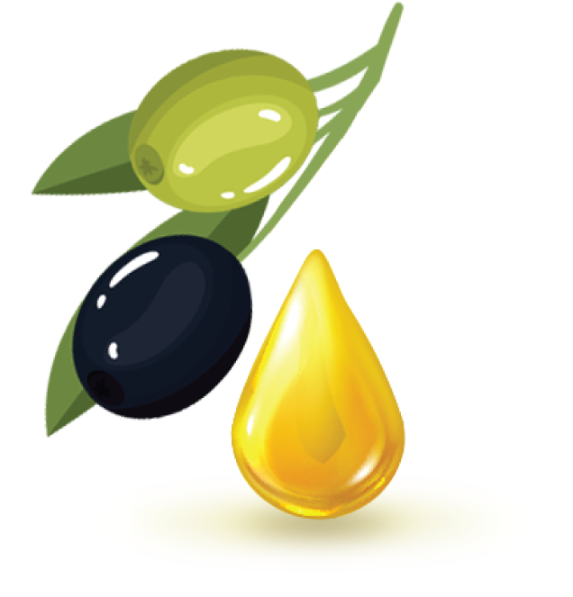 Zeytin ve saf zeytinyağı illüstrasyonu